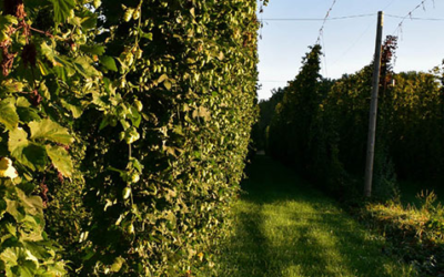 Blue Lake Hops Farm Market