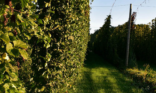 Blue Lake Hops Farm Market