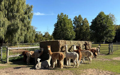 Crystal Lake Alpaca Farm/Boutique