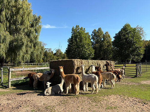 Crystal Lake Alpaca Farm/Boutique