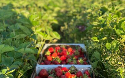 Berry Flats Fruit Farm