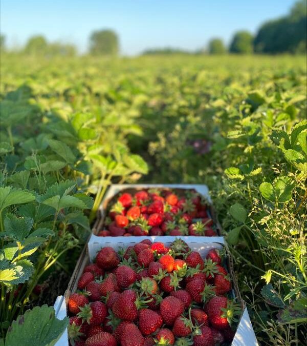 Berry Flats Fruit Farm