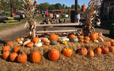 The Blast Corn Maze at Nixon Farms
