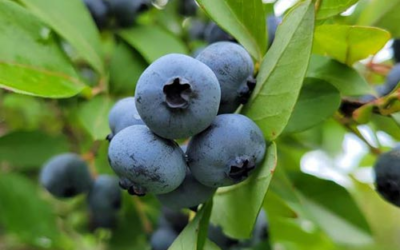 Bob’s Blueberries