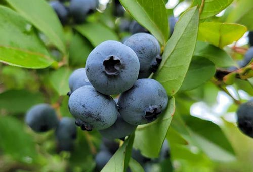 Bob’s Blueberries