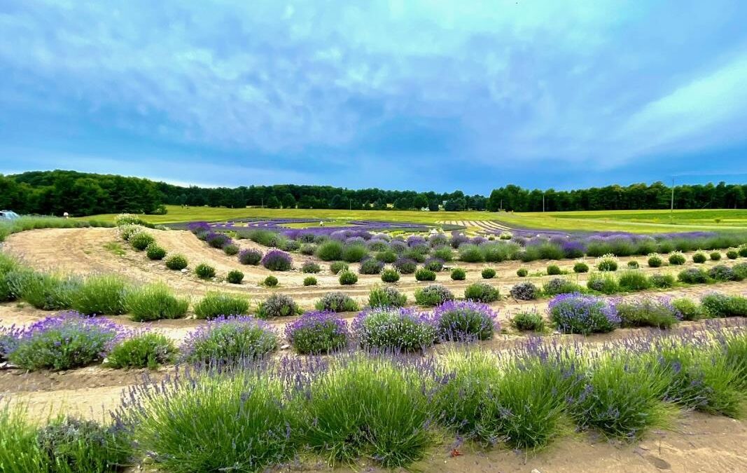 Bohemian Lavender Farm