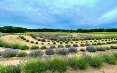 Bohemian Lavender Farm