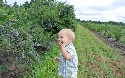Bowerman Blueberries Farm Market