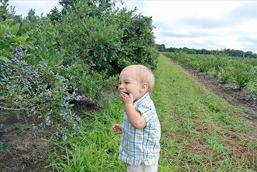Bowerman Blueberries Farm Market