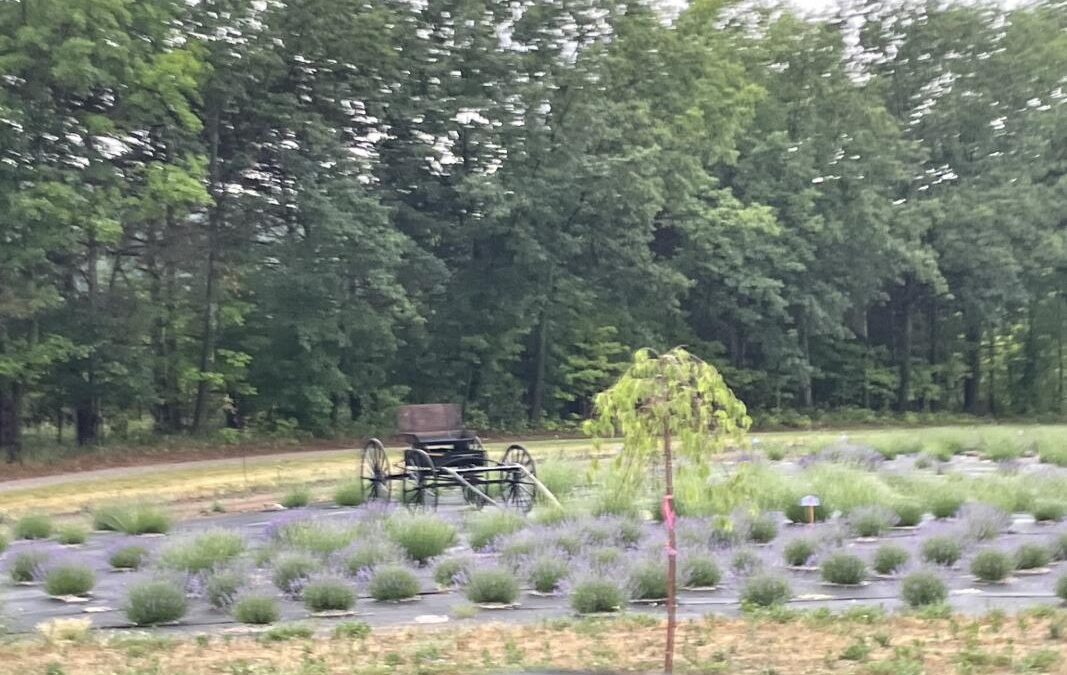 Cherry Hill Lavender Farm