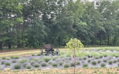 Cherry Hill Lavender Farm