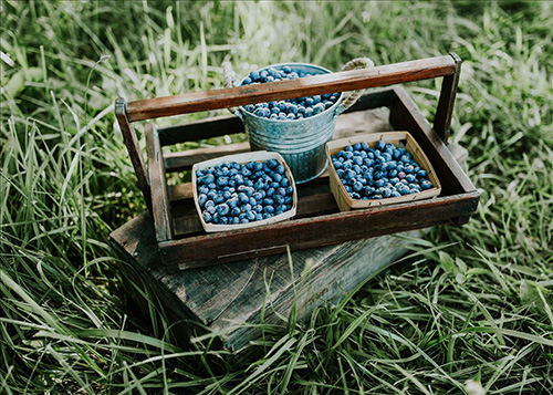 DeGrandchamp Farms