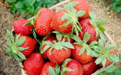 DeLange’s Redberry Farm