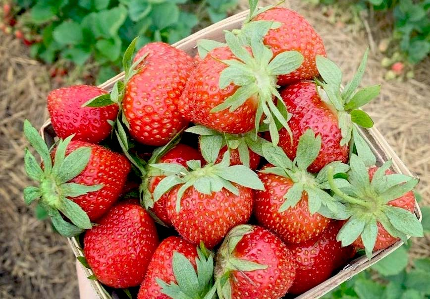DeLange’s Redberry Farm