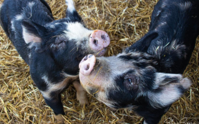 Domino’s Farms Petting Farm