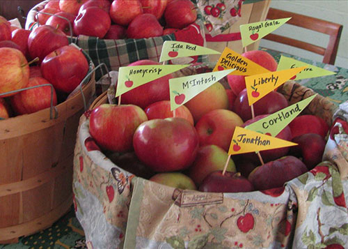 The Frosty Apple