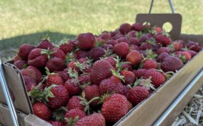 Gladstone Berry Farm