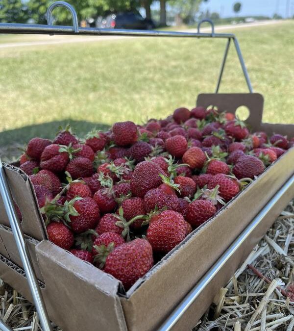 Gladstone Berry Farm