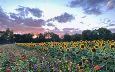 Gull Meadow Farms