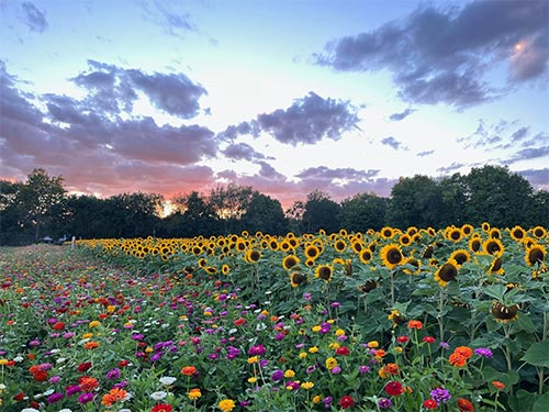 Gull Meadow Farms