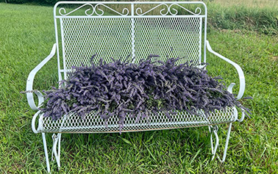Hamlett Lavender Farm