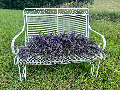 Hamlett Lavender Farm