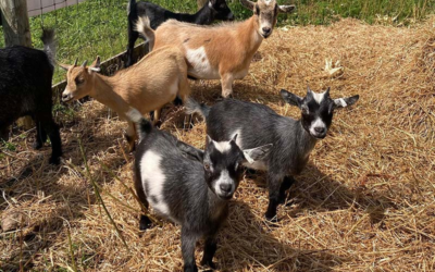 Heritage Farms Market