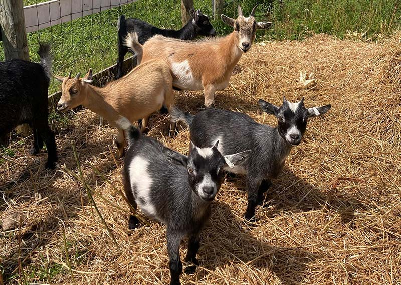 Heritage Farms Market