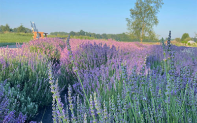 Hidden Spruce Lavender Farm
