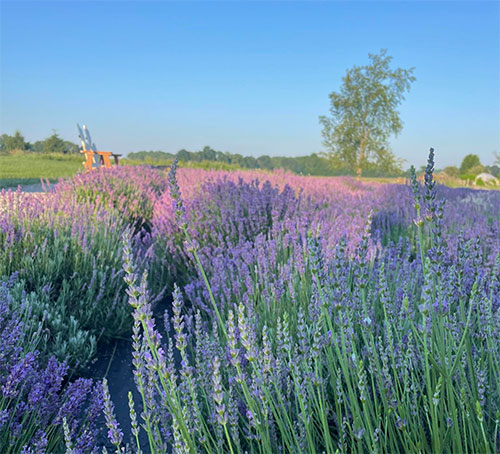 Hidden Spruce Lavender Farm