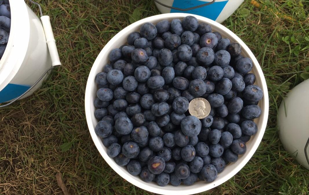 Border Country Berries