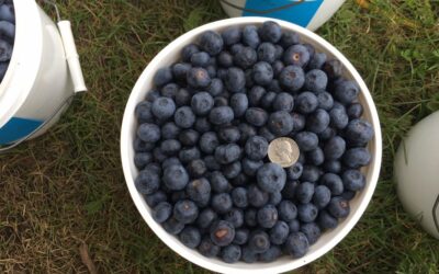 Border Country Berries