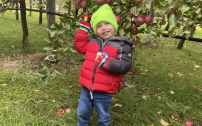 Starz Orchard