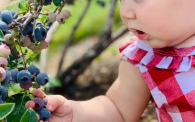 Up North Blueberry Farm