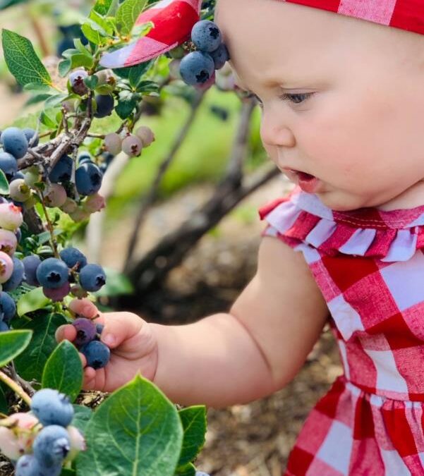 Up North Blueberry Farm
