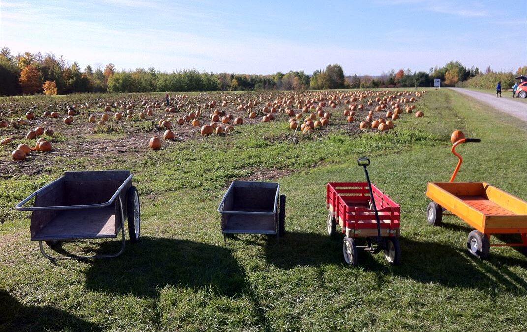 Golden River Orchard