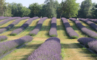 Indigo Lavender Farms