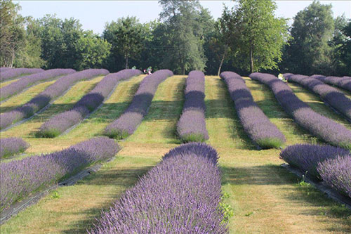 Indigo Lavender Farms