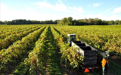 Lemon Creek Fruit Farm & Winery