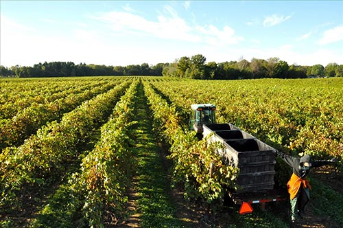 Lemon Creek Fruit Farm & Winery