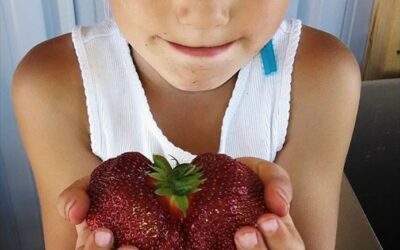 AJ’s Berry Farm