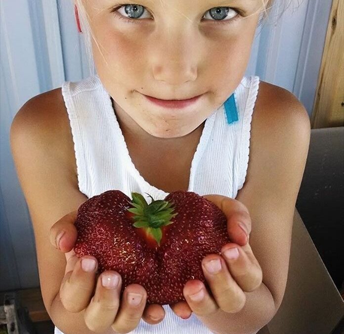AJ’s Berry Farm