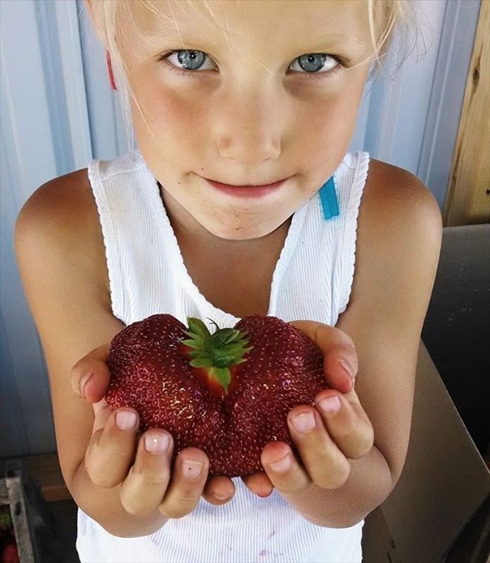 AJ's Berry Farm photo