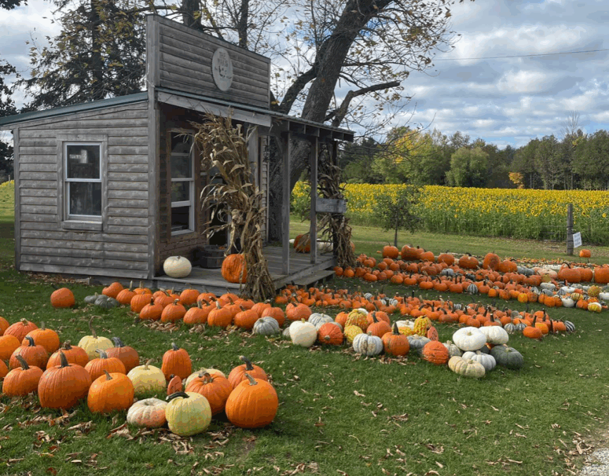 Maki Pumpkins and Produce
