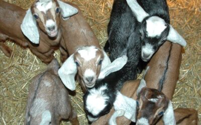 Maple Leaf Farm & Creamery