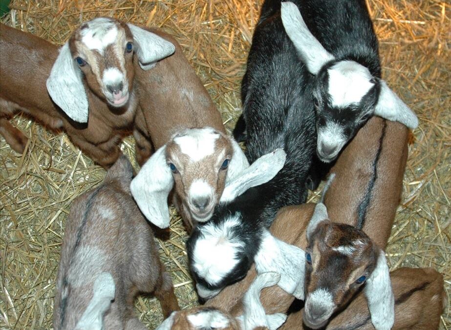 Maple Leaf Farm & Creamery
