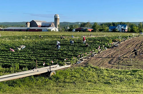 O’Farrell Farms