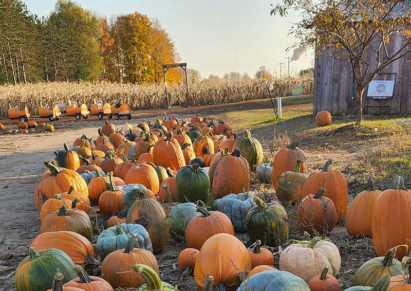 Pahl’s Pumpkin Patch  & Santa Experience