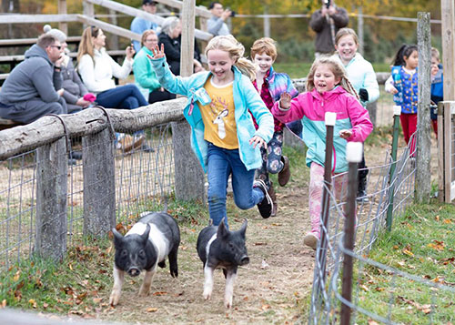 Peacock Road Family Farm