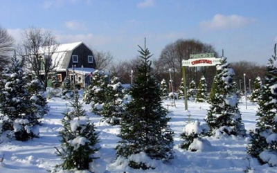 Pinecrest Christmas Tree Farm